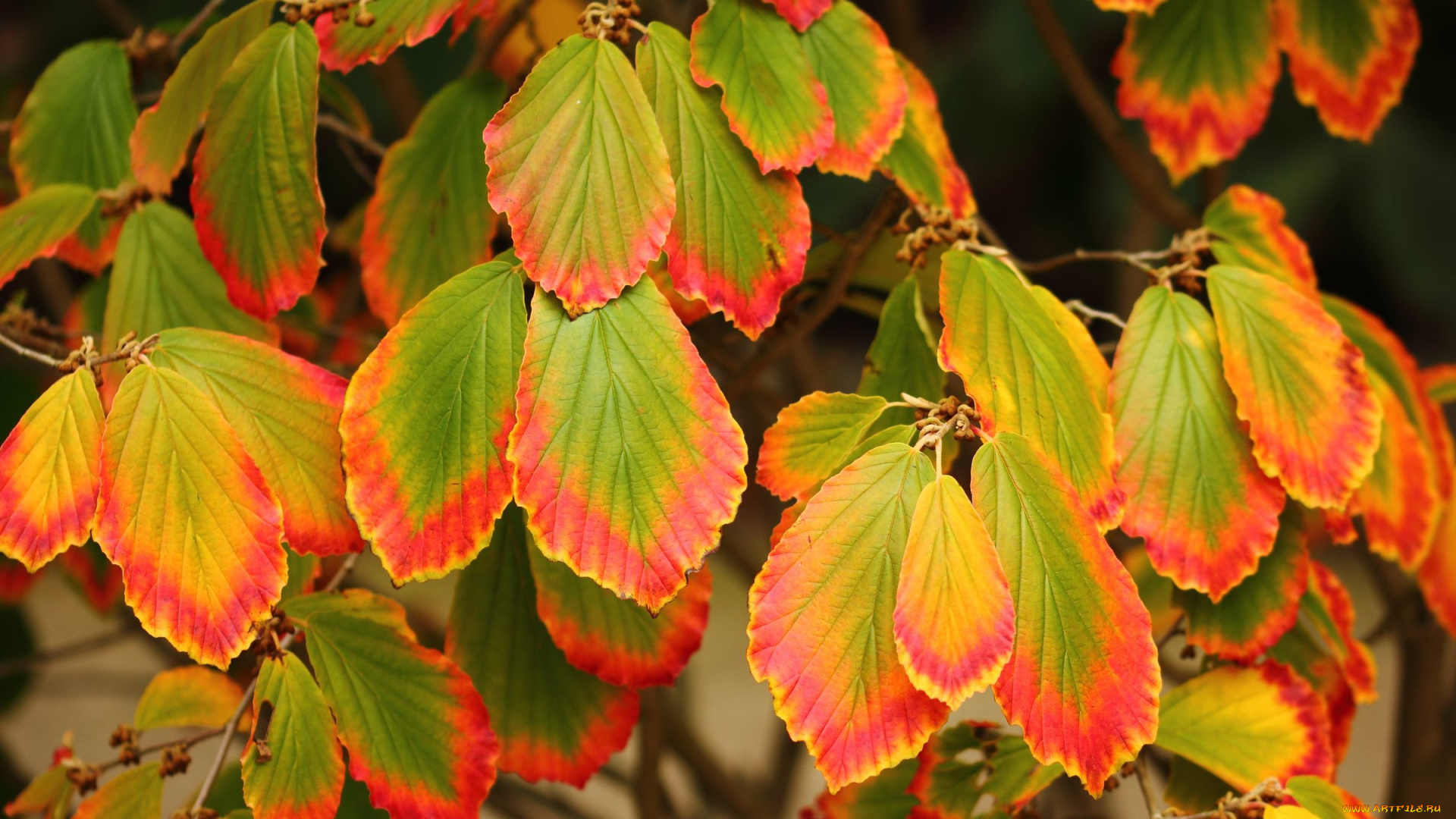 природа, листья, осень