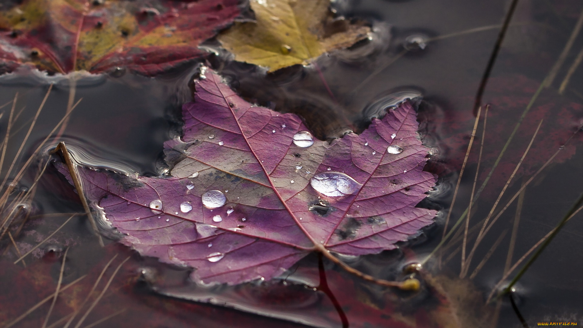 природа, листья, осень, лист