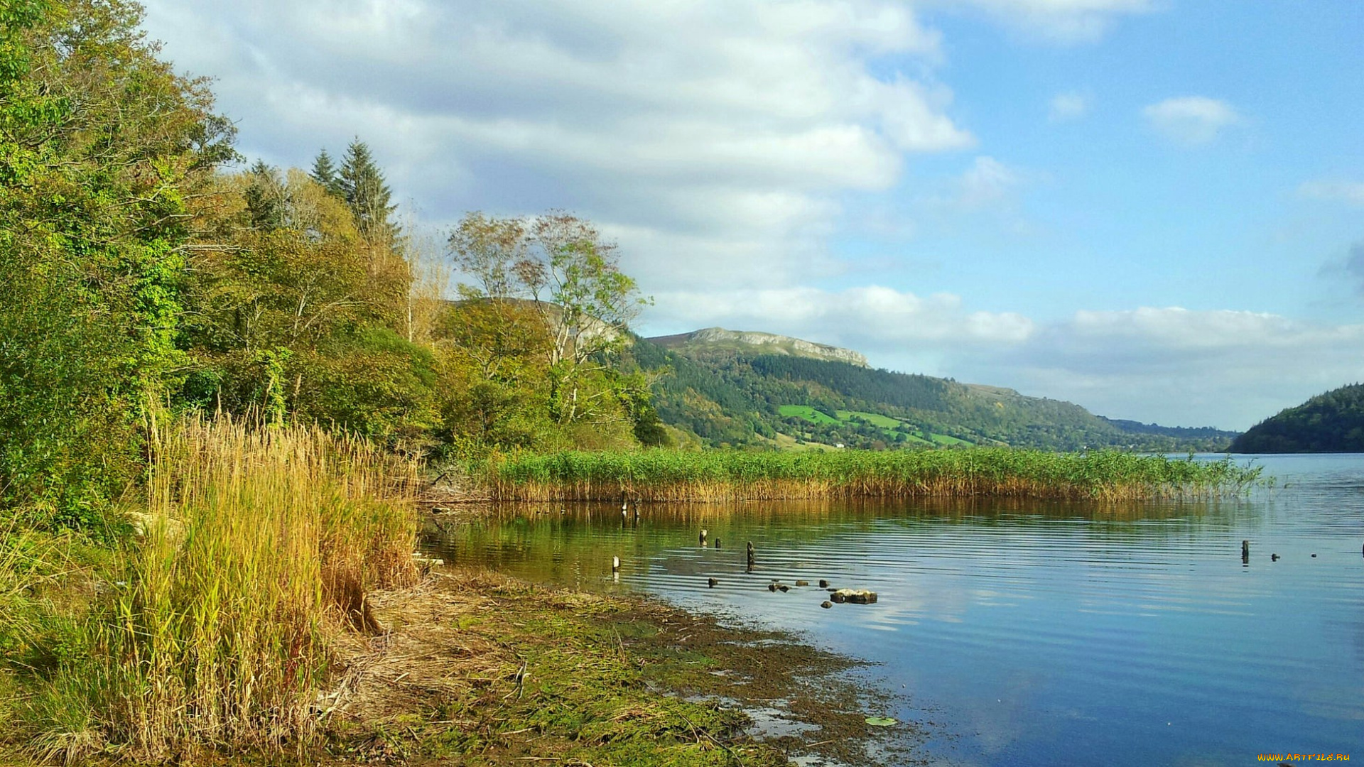 природа, реки, озера, камыш, река, лес