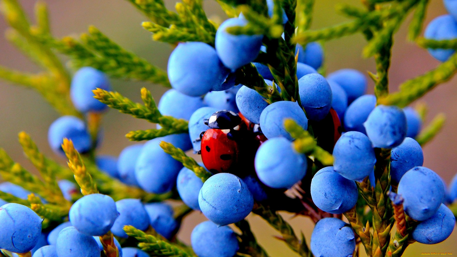 природа, Ягоды, ягоды, плоды, можжевельник, макро, осень, растение, насекомое, божья, коровка