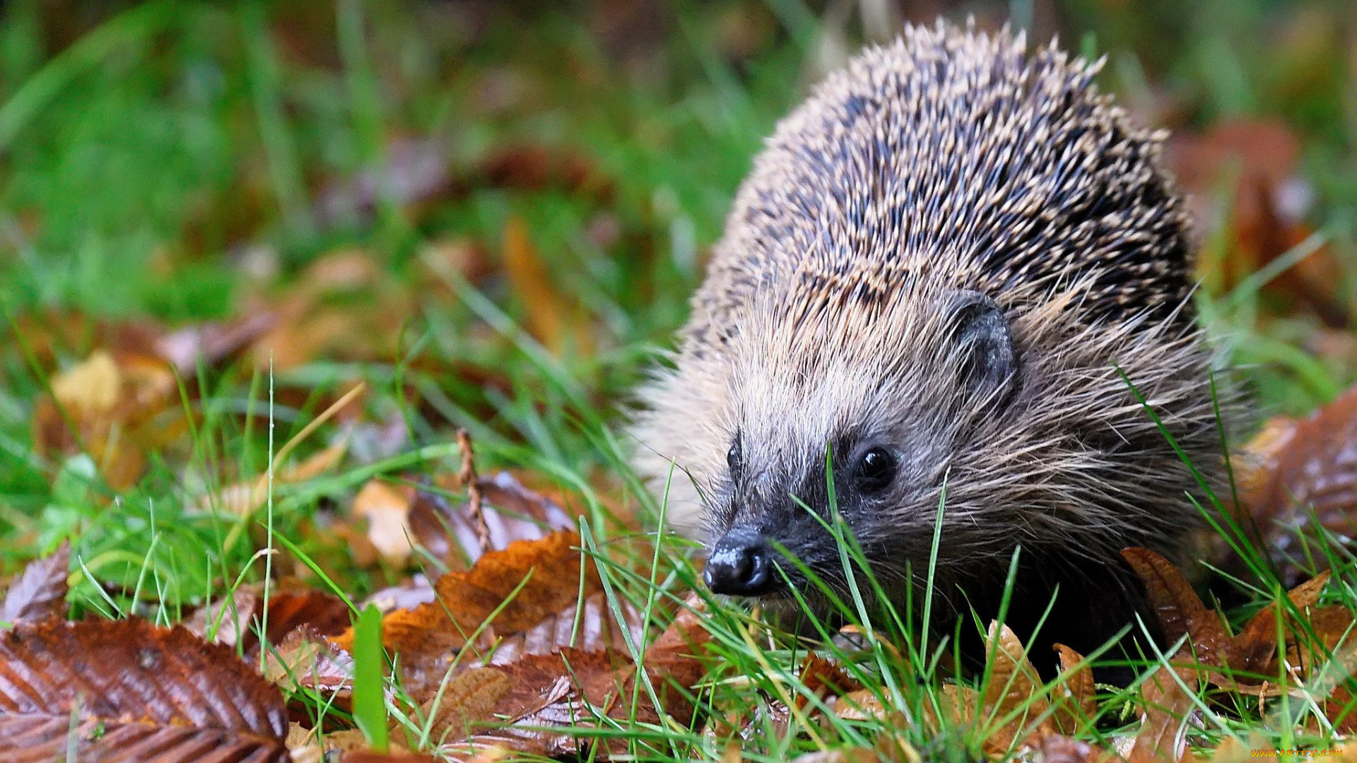 животные, ежи, ежик