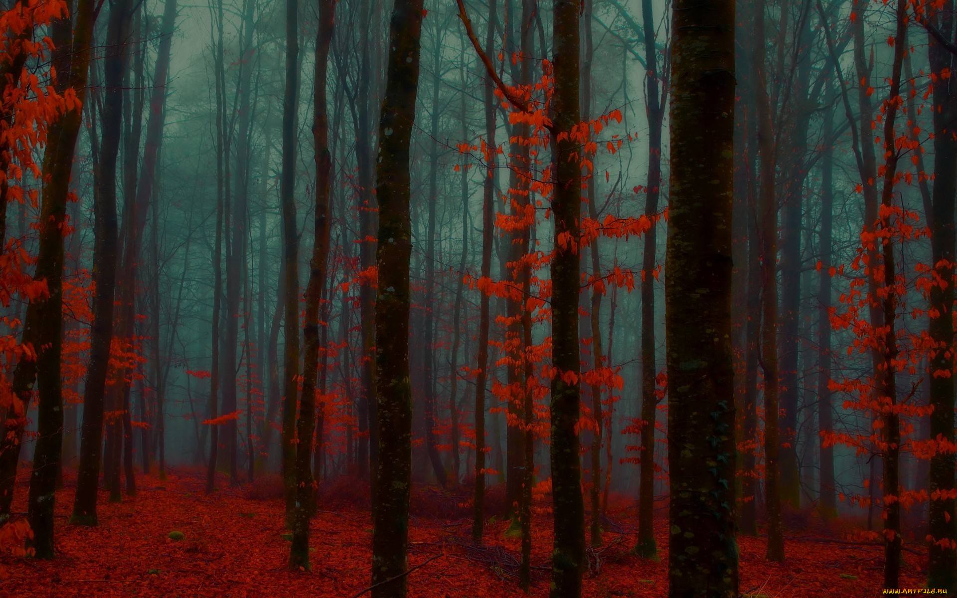 природа, лес, осень, туман