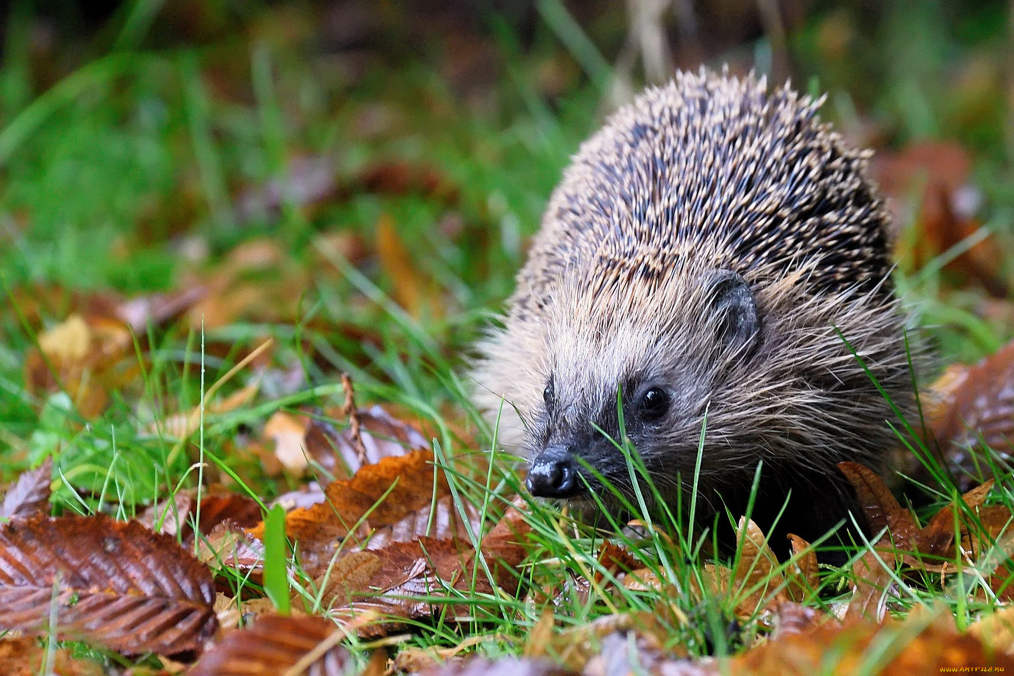 животные, ежи, ежик