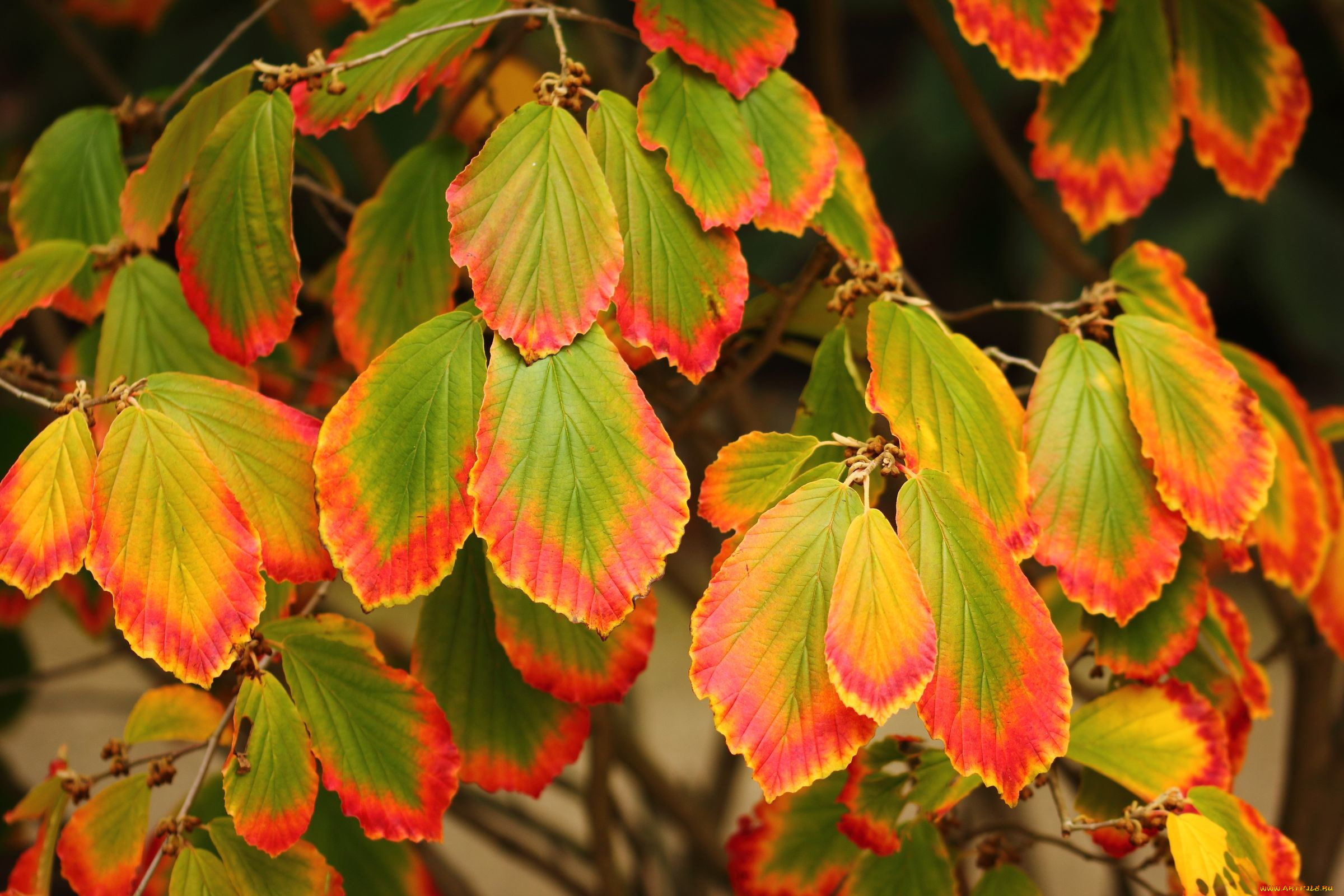 природа, листья, осень