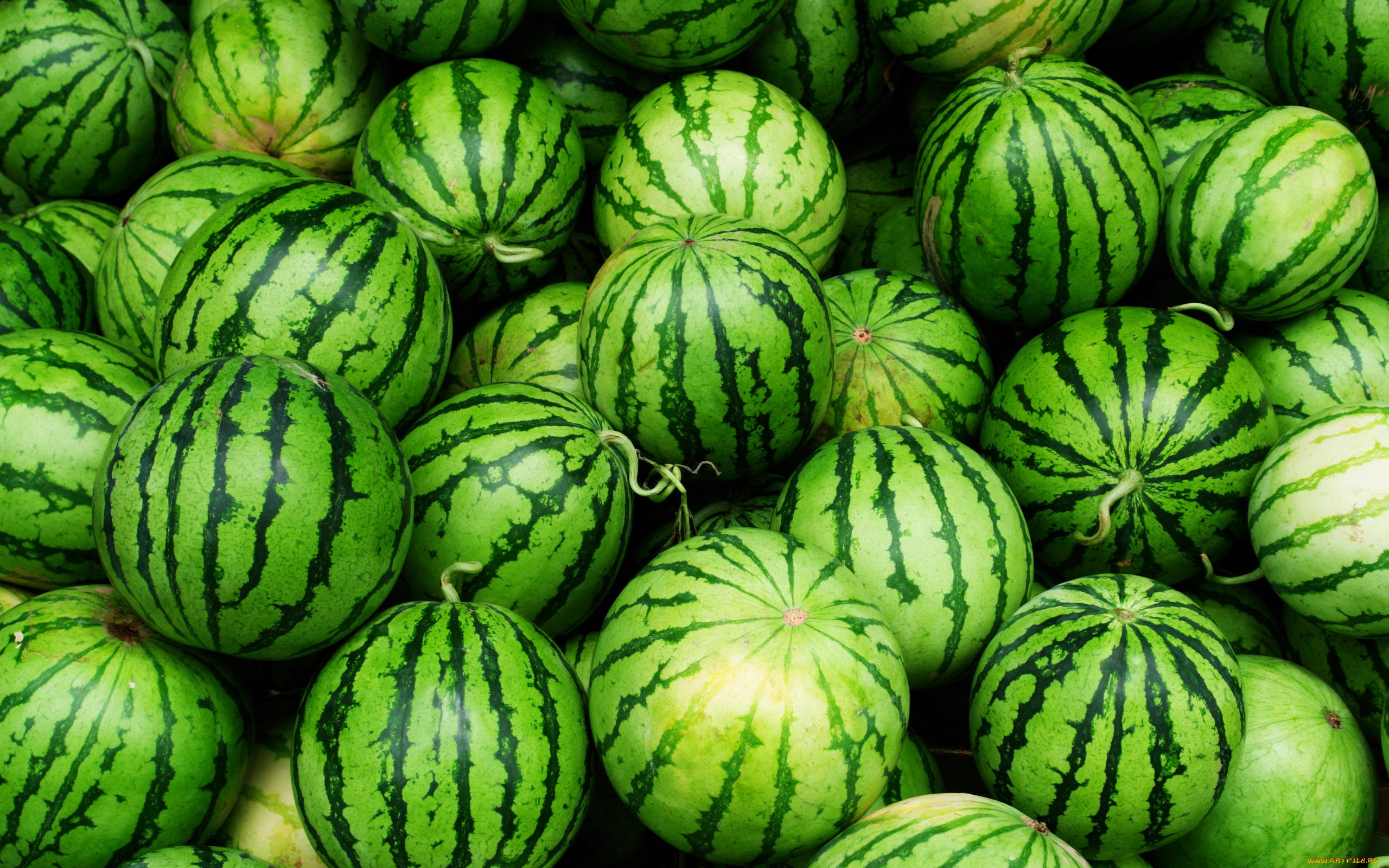 еда, арбуз, арбузы, green, fruit, watermelon