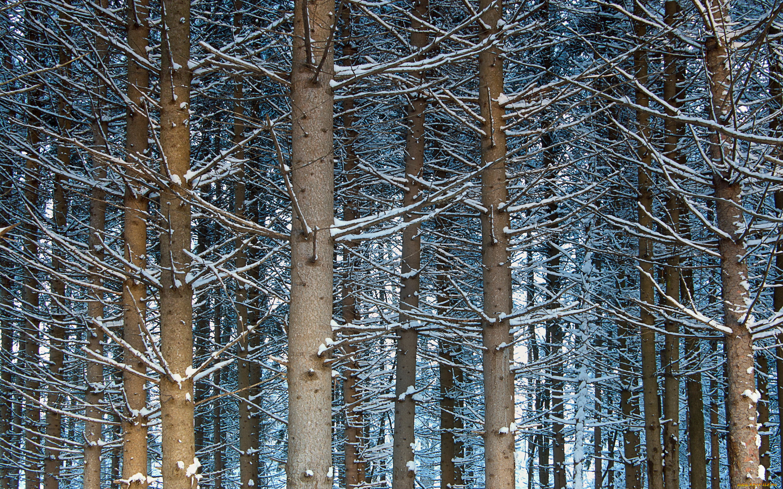 природа, лес, снег, деревья