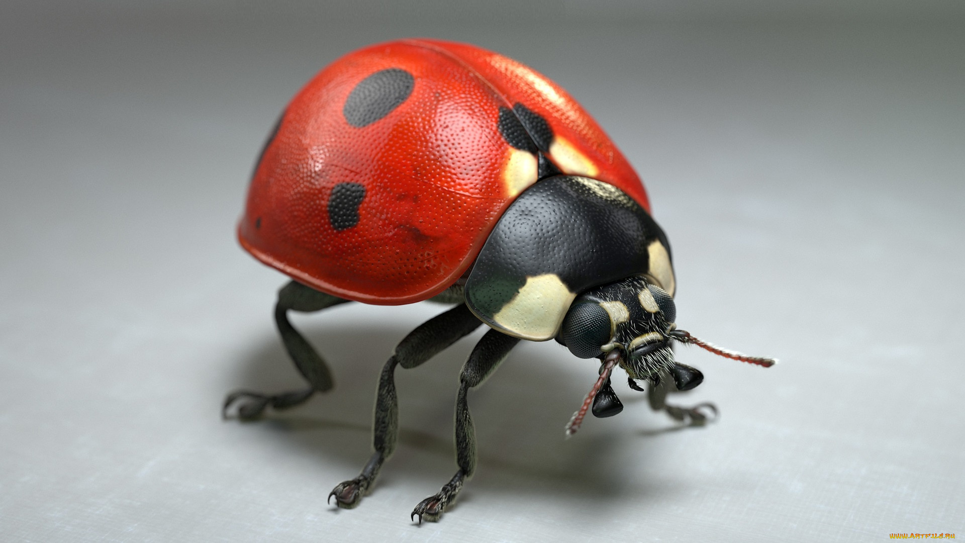 3д, графика, животные, , animals, jocelyn, strob, simard, божья, коровка, арт