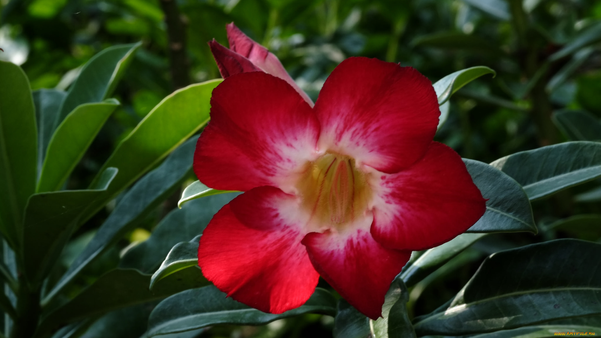 цветы, адениум, , мандевилла, пустынная, роза, цветение