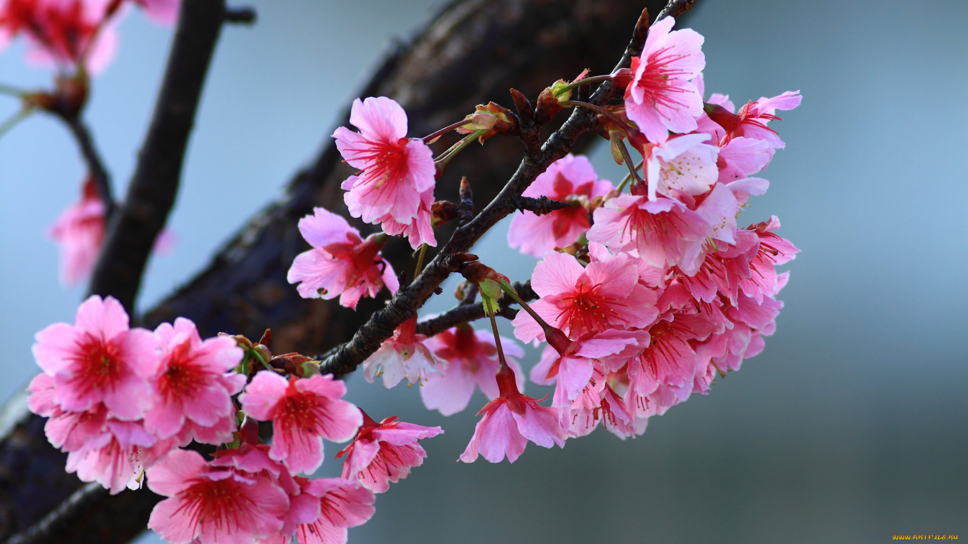 цветы, цветущие, деревья, , , кустарники, цветущее, дерево, весна, веточки