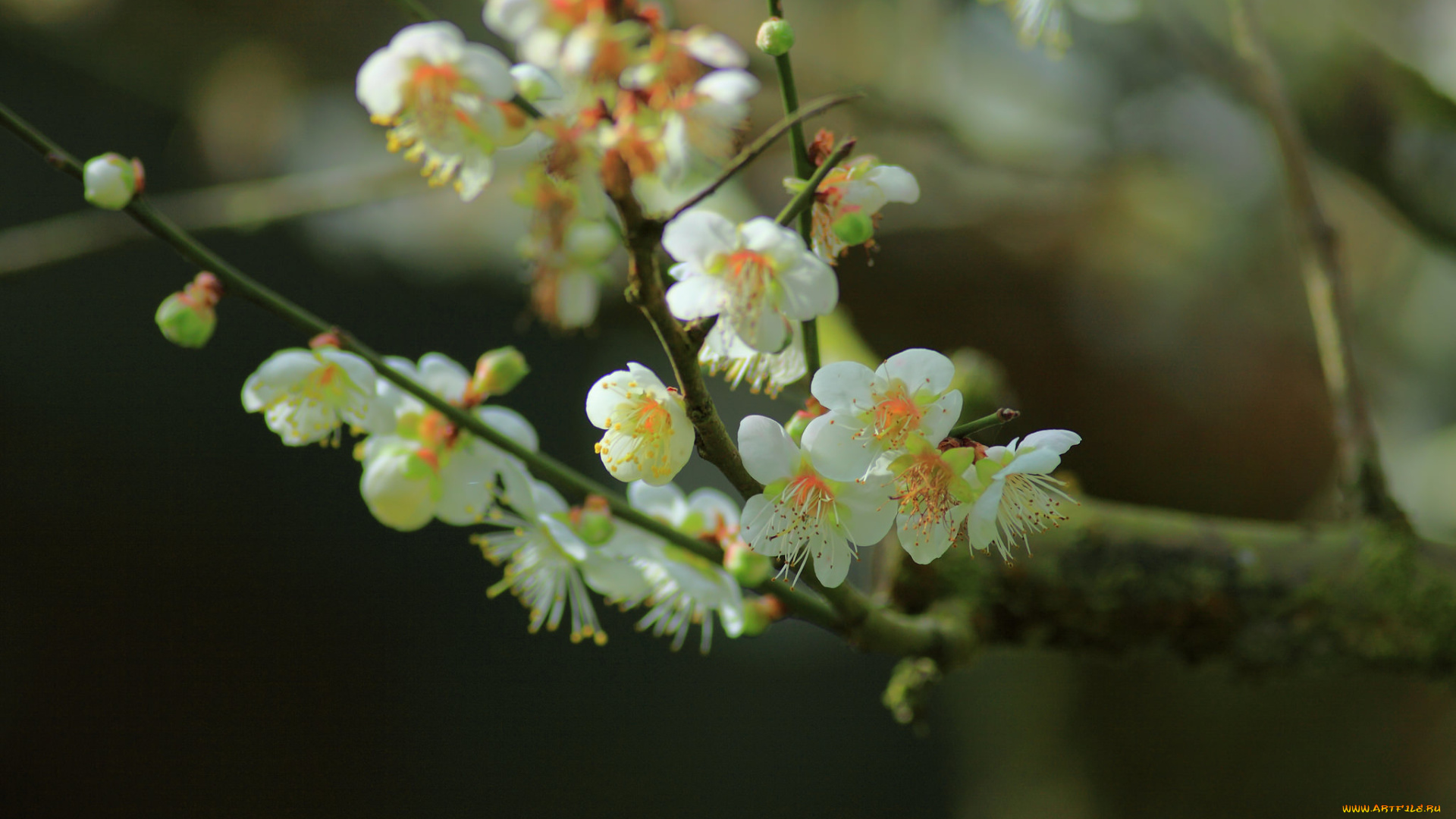 цветы, цветущие, деревья, , , кустарники, дерево, цветущее, веточки, весна
