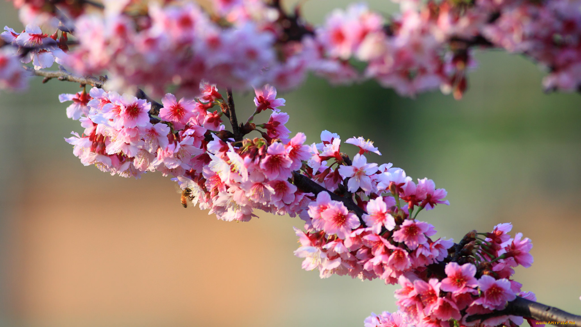 цветы, цветущие, деревья, , , кустарники, веточки, дерево, весна, цветущее