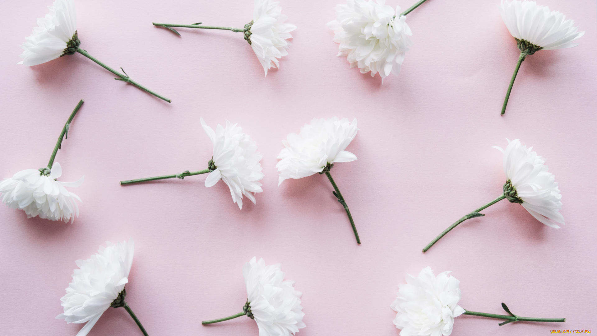 цветы, хризантемы, ветка, декор, фон