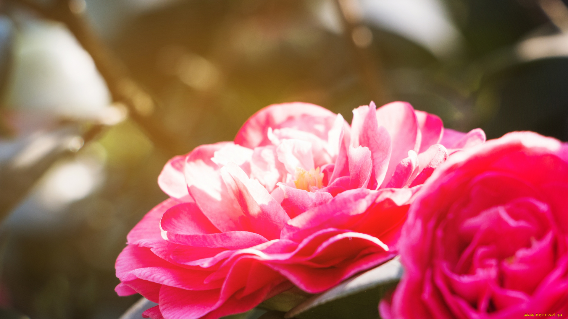 цветы, камелии, камелия, бутон, розовая, лепестки, листья, цветение, нежность