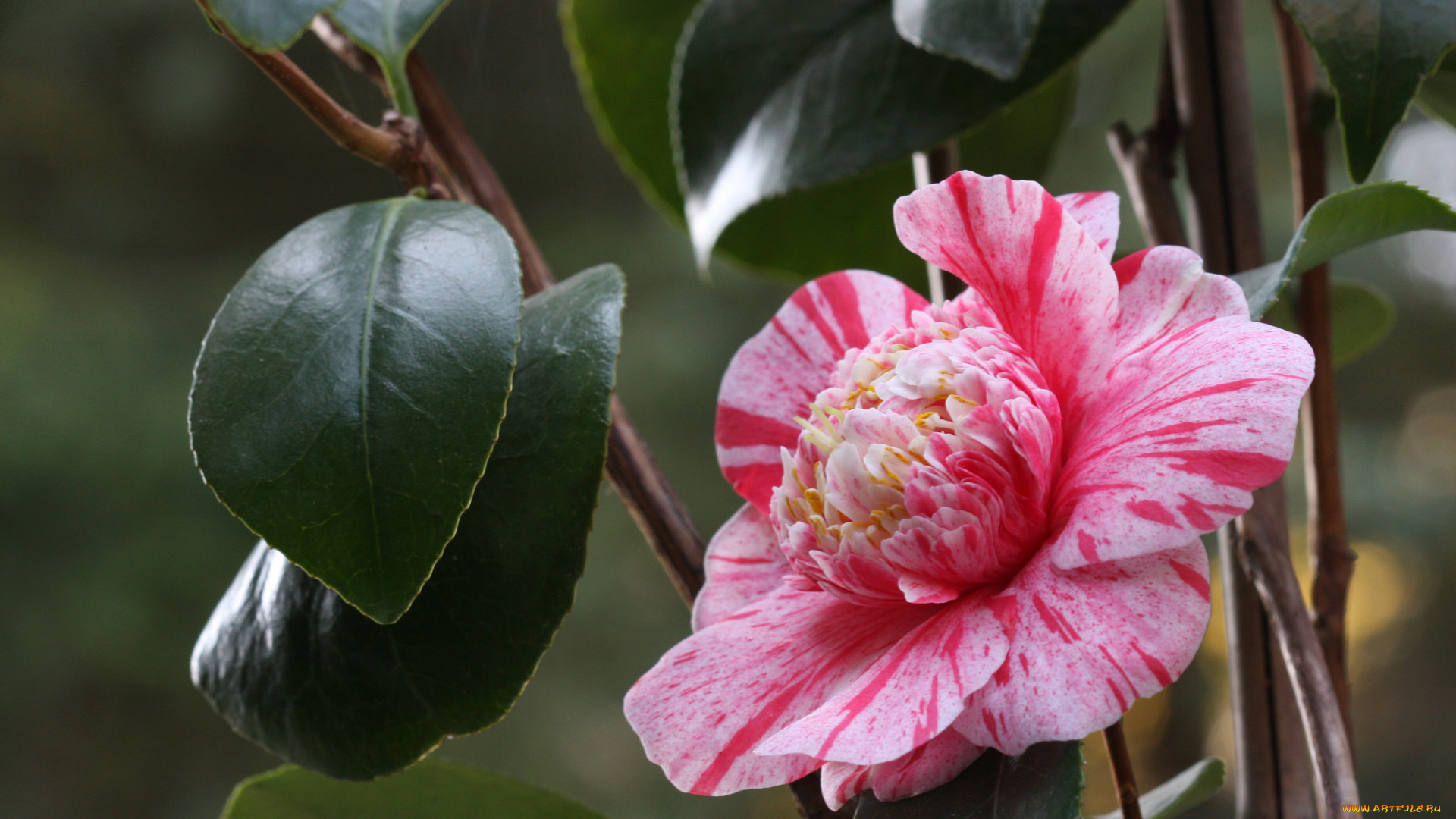 цветы, камелии, лепестки, нежность, цветение, листья, розовая, бутон, камелия