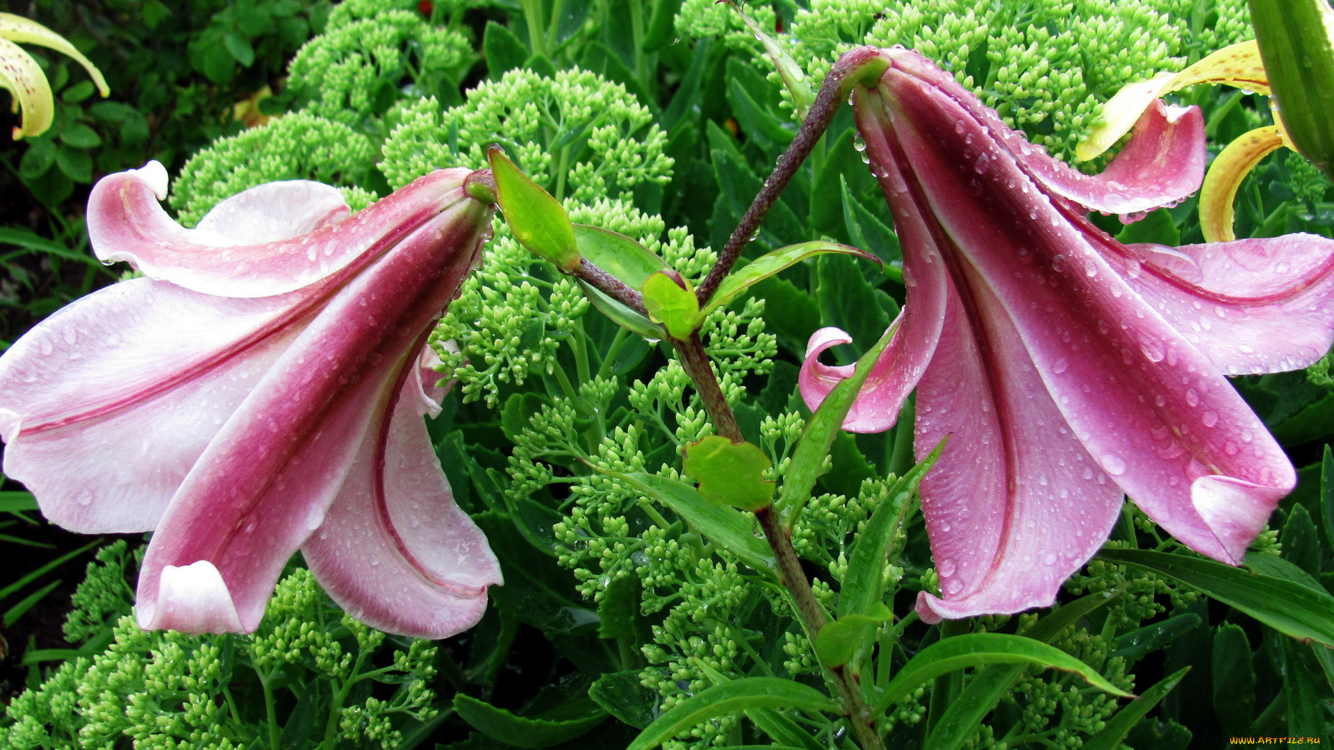 цветы, лилии, , лилейники, капли