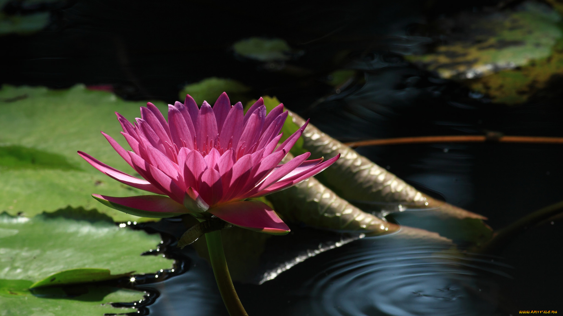 цветы, лилии, водяные, , нимфеи, , кувшинки, кувшинка, вода, листья, цветение