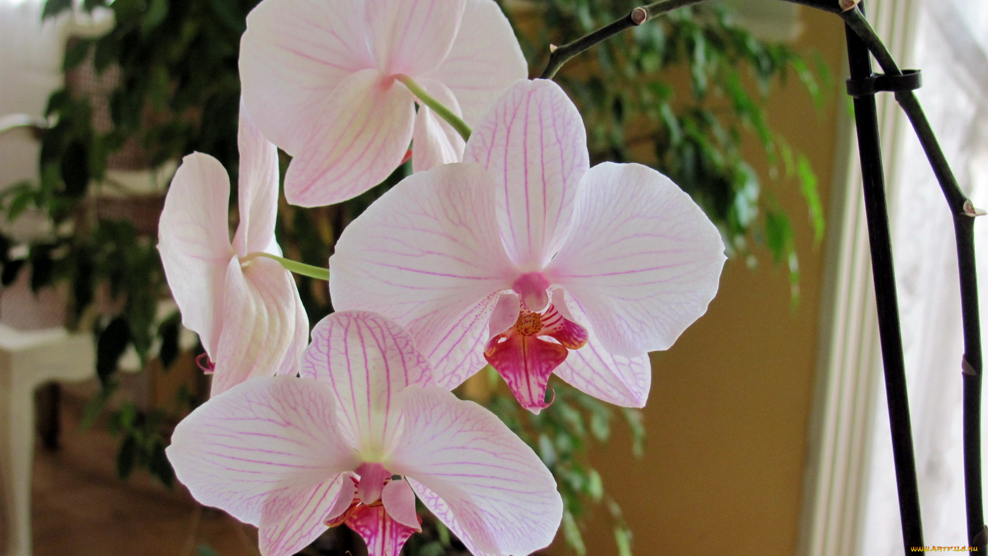 цветы, орхидеи, нежность