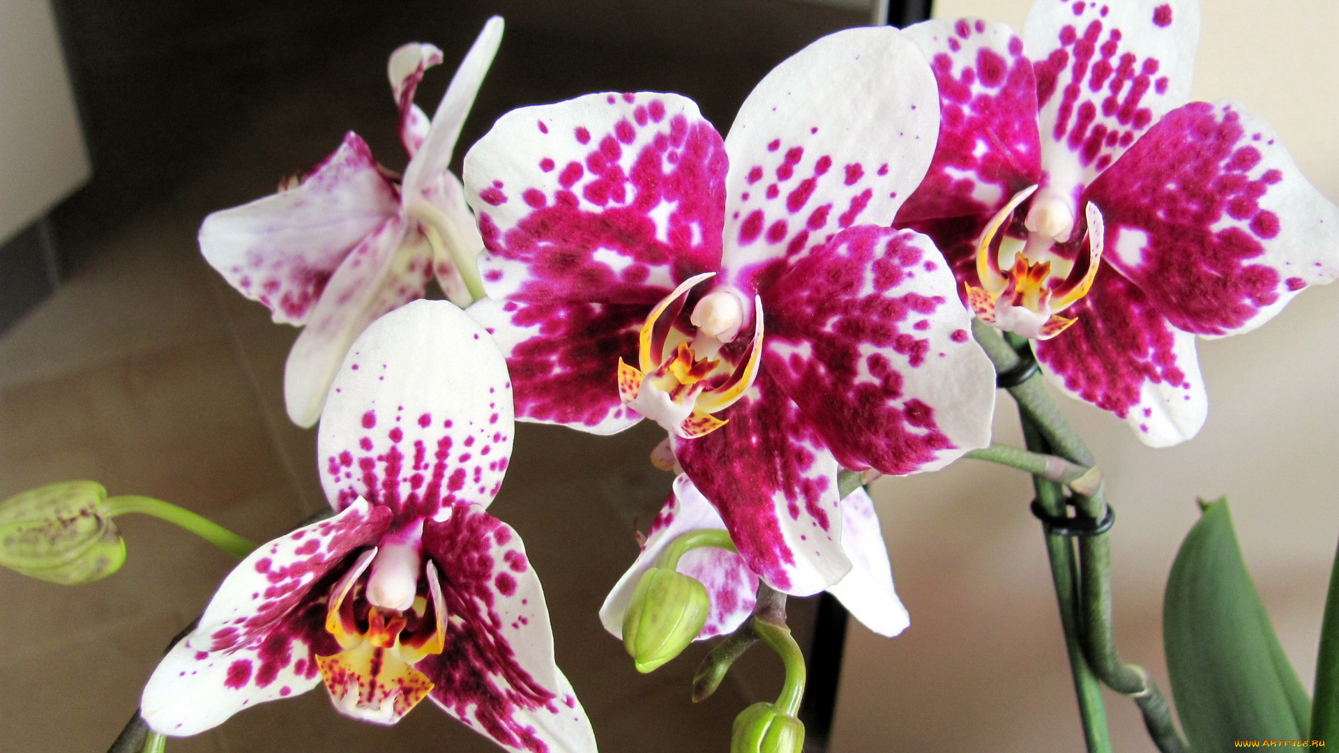 цветы, орхидеи, пестрый