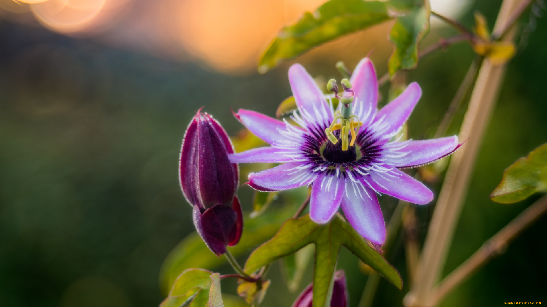 цветы, пассифлора, бутоны, цветение