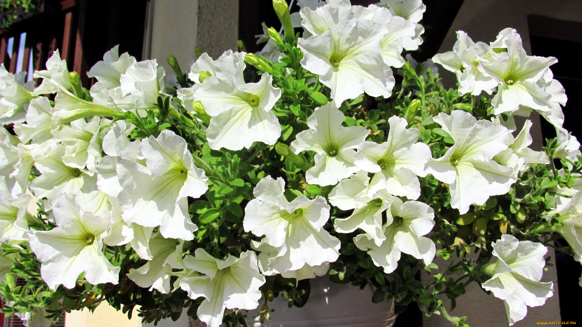 цветы, петунии, , калибрахоа, белый