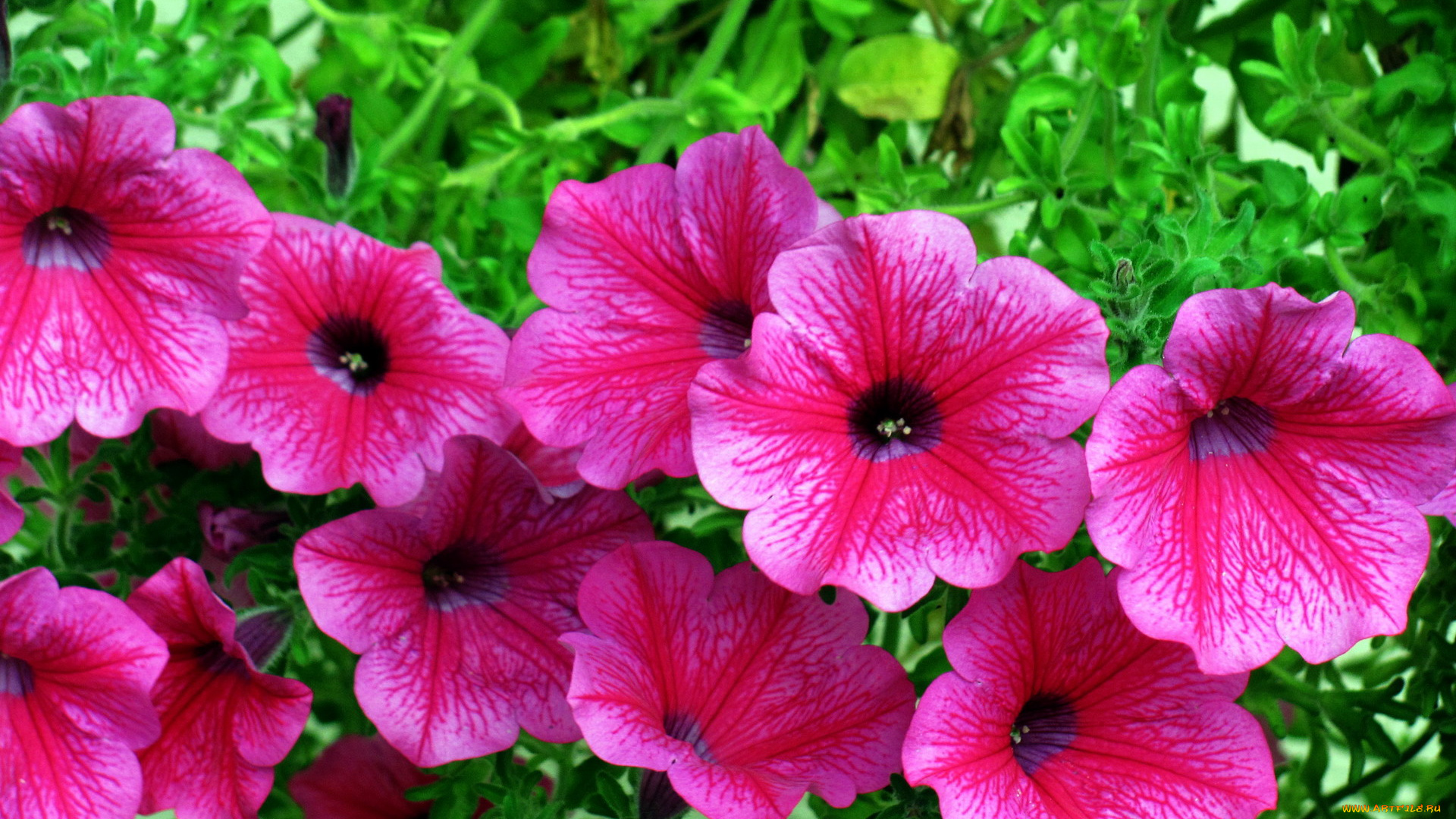 цветы, петунии, , калибрахоа, розовый