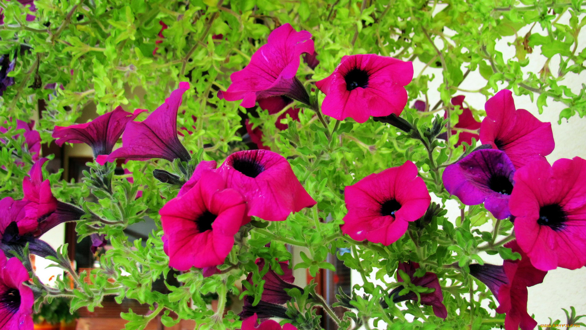 цветы, петунии, , калибрахоа, сурфиния