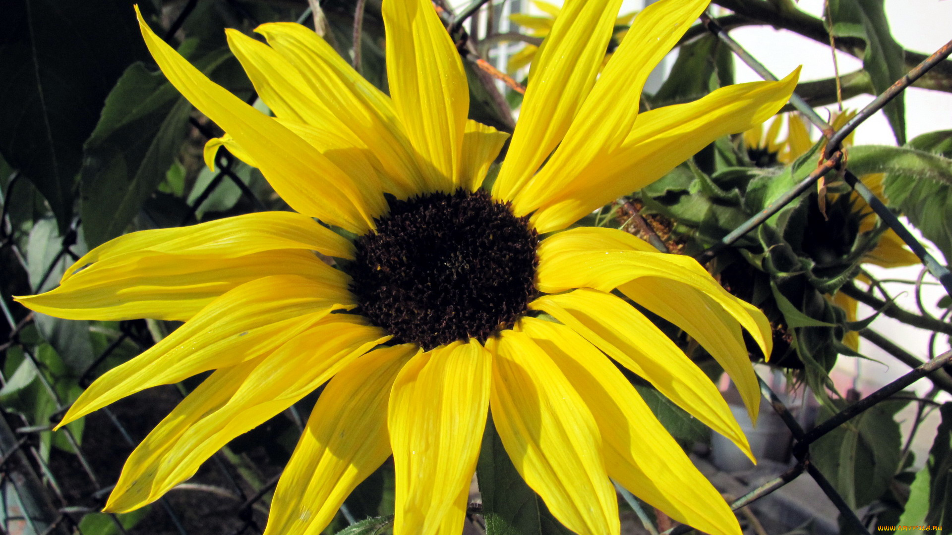 цветы, подсолнухи, желтый