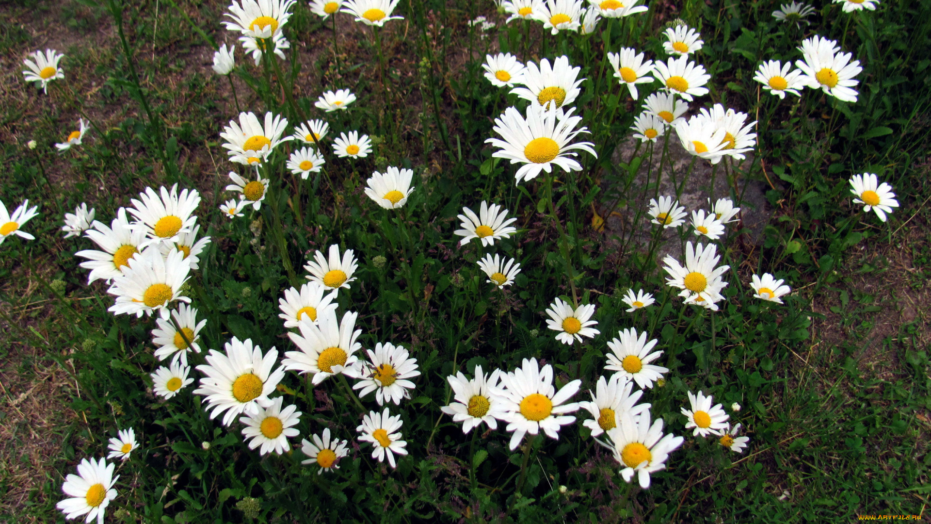 цветы, ромашки, белый