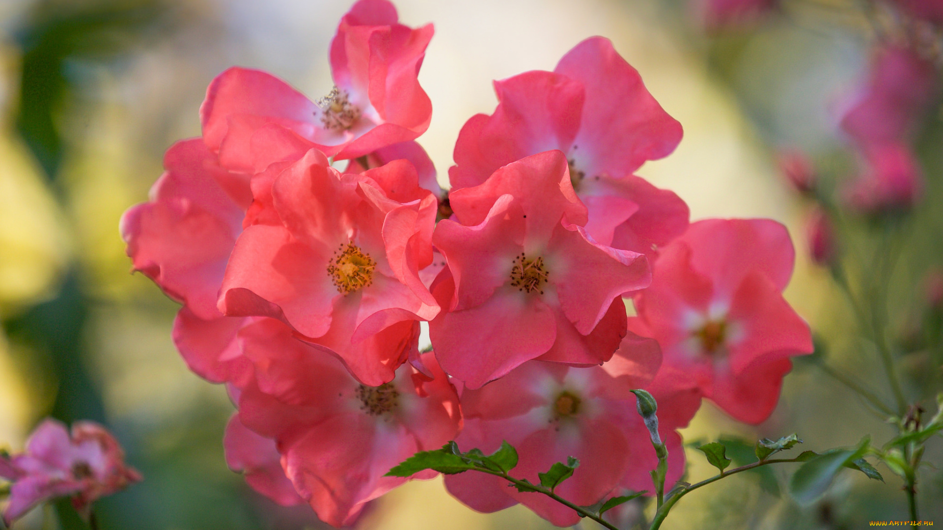 цветы, розы, бутон, роза, bloom, bud, цветение, rose