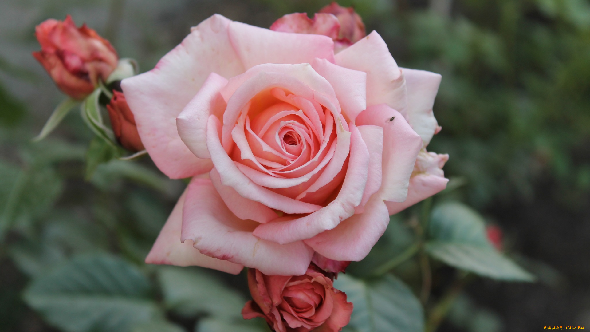 цветы, розы, бутон, роза, blossoms, leaves, petals, bud, rose, цветение, листья, лепестки