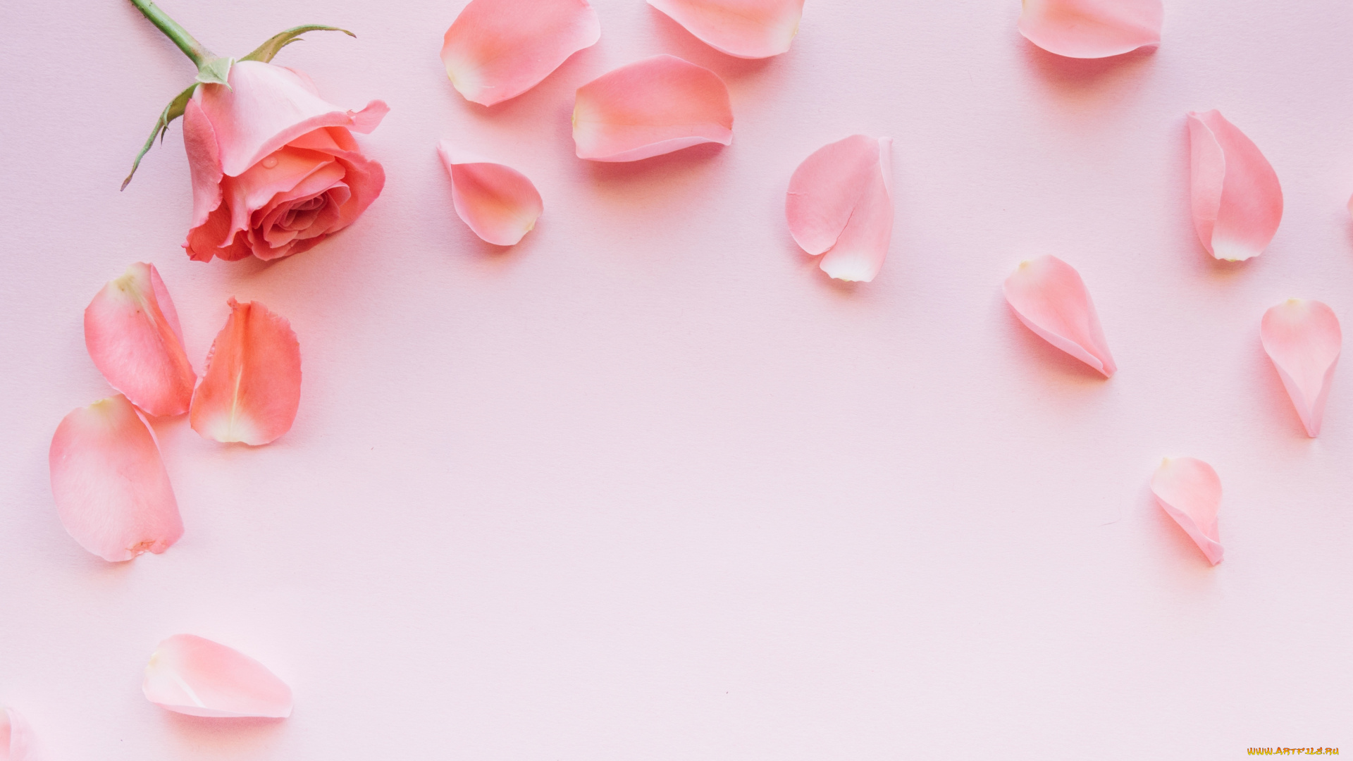 цветы, розы, розовый, лепестки