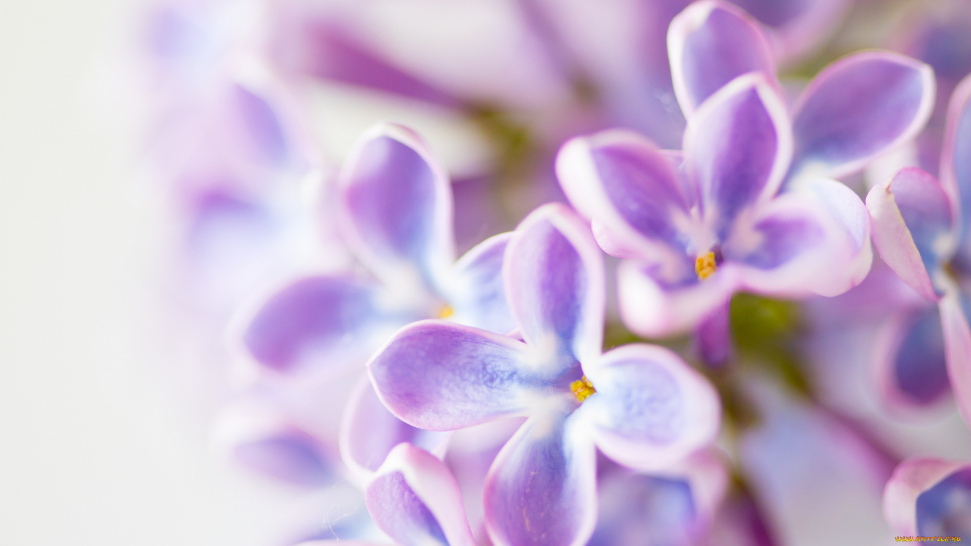 цветы, сирень, листья, весна, цветение