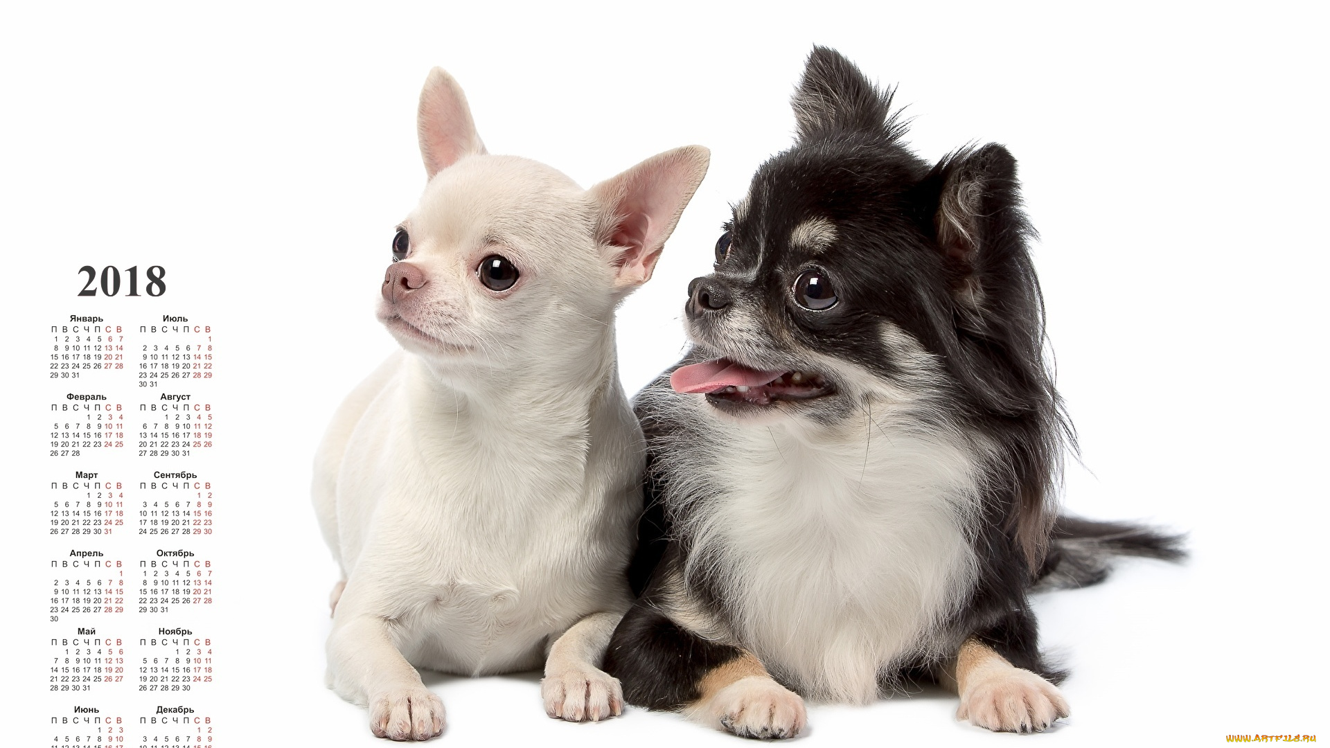 календари, животные, белый, фон, взгляд, двое, собака