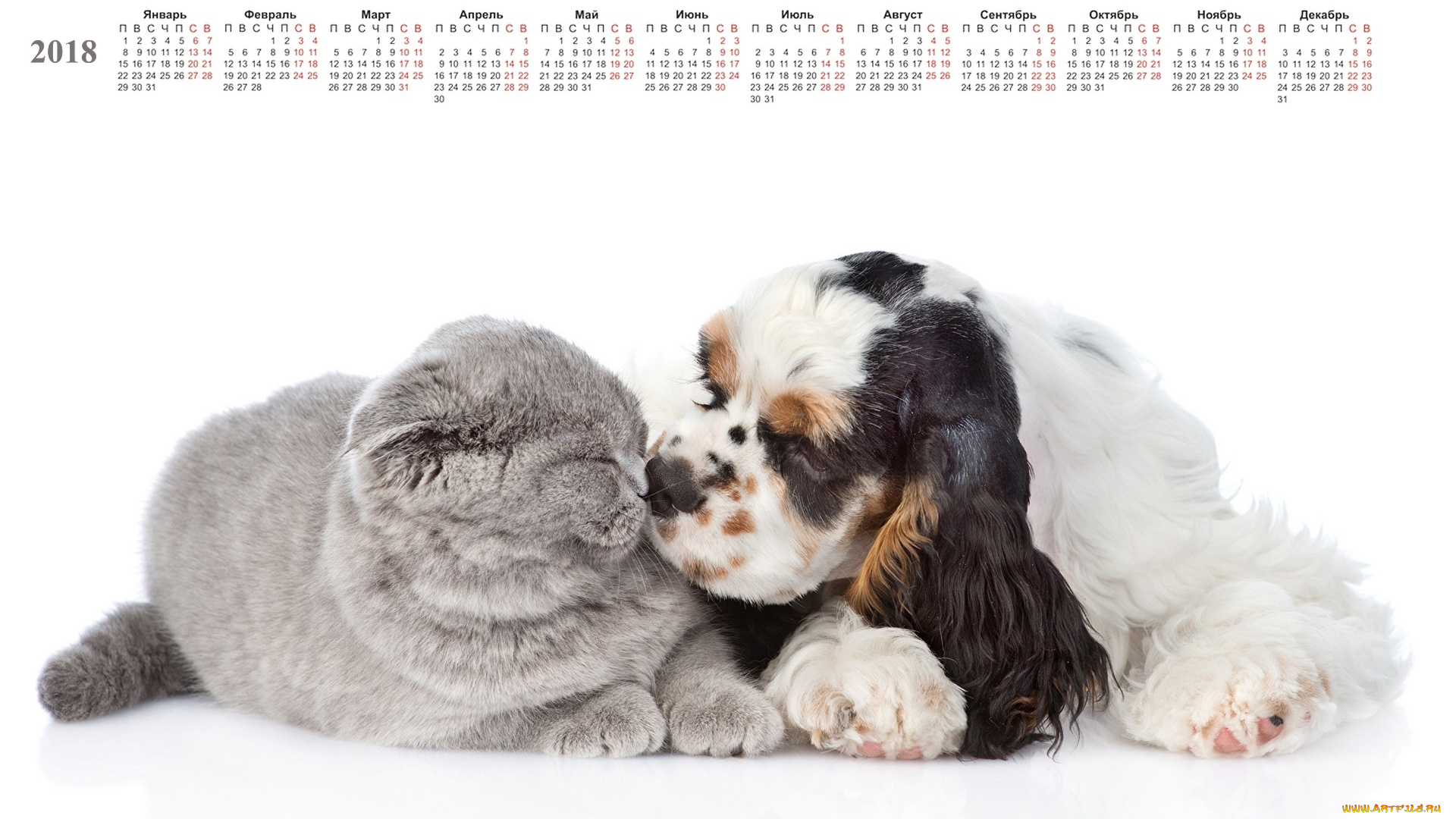 календари, животные, кошка, собака, белый, фон