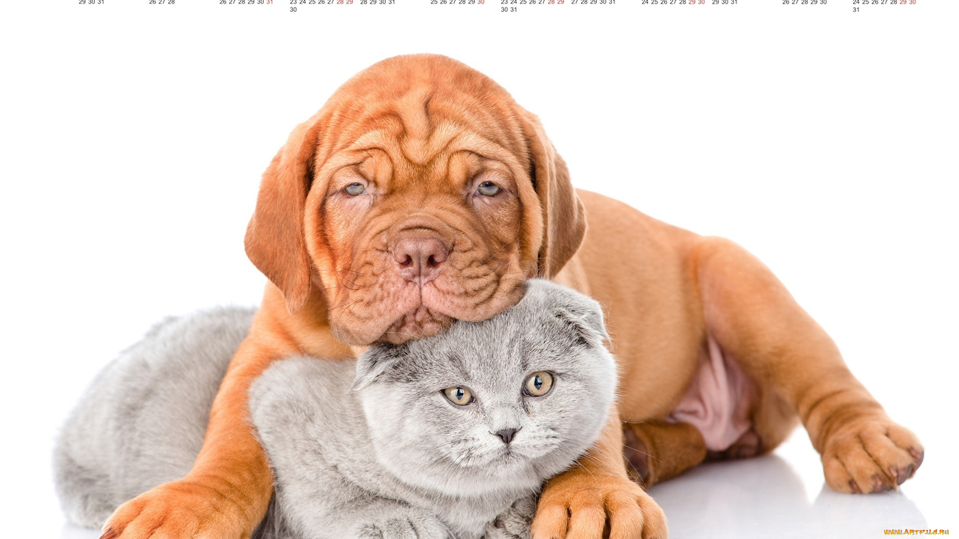 календари, животные, кошка, собака, белый, фон