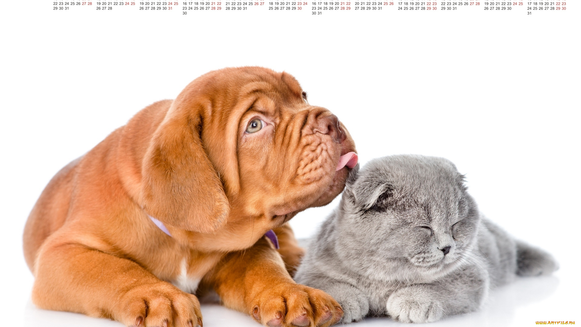 календари, животные, кошка, собака, белый, фон