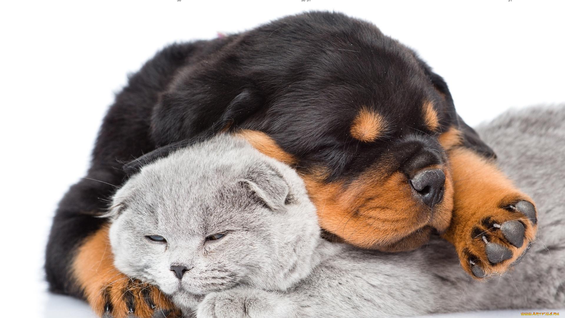 календари, животные, кошка, собака, белый, фон