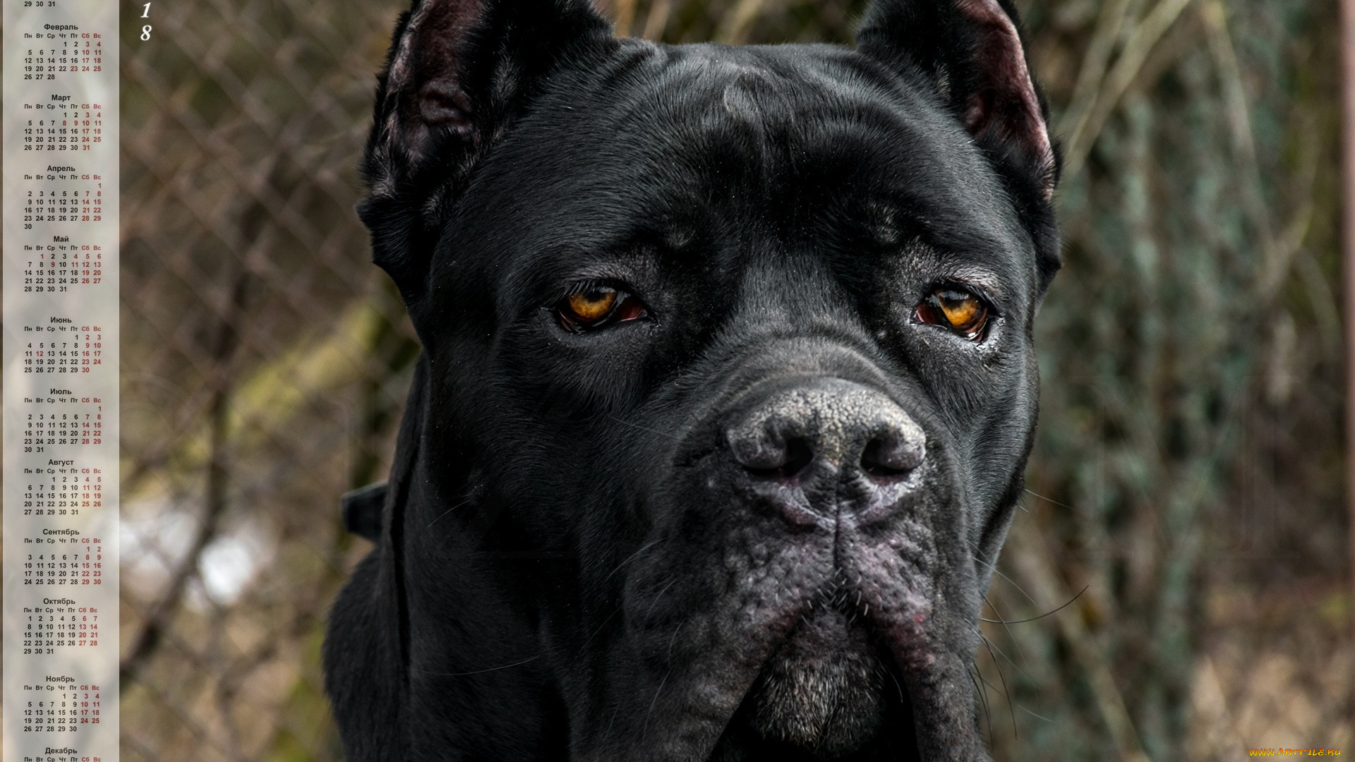 календари, животные, морда, взгляд, собака, черный, цвет