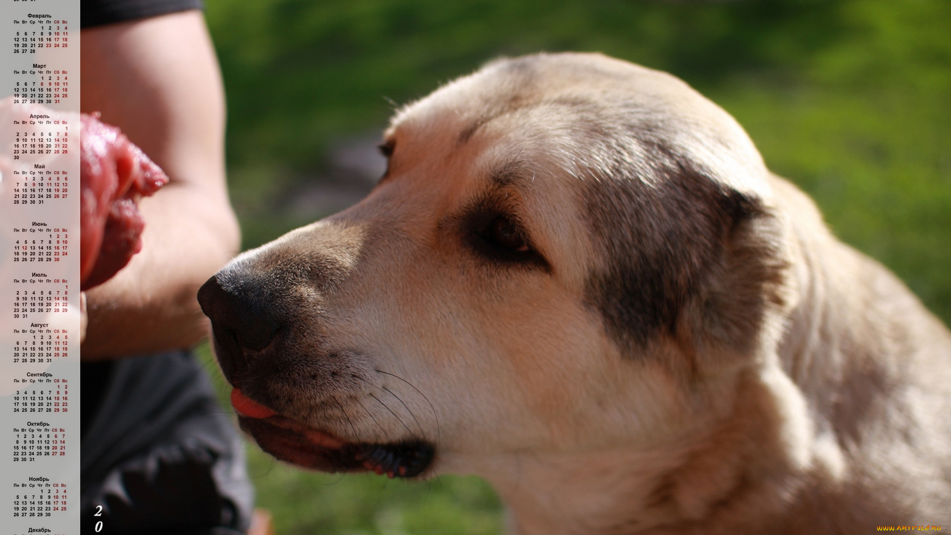 календари, животные, профиль, собака, взгляд, морда
