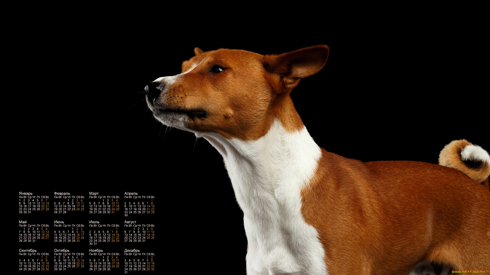 календари, животные, собака, профиль, черный, фон