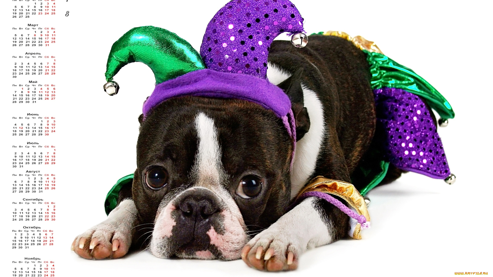 календари, животные, собака, взгляд, костюм, белый, фон