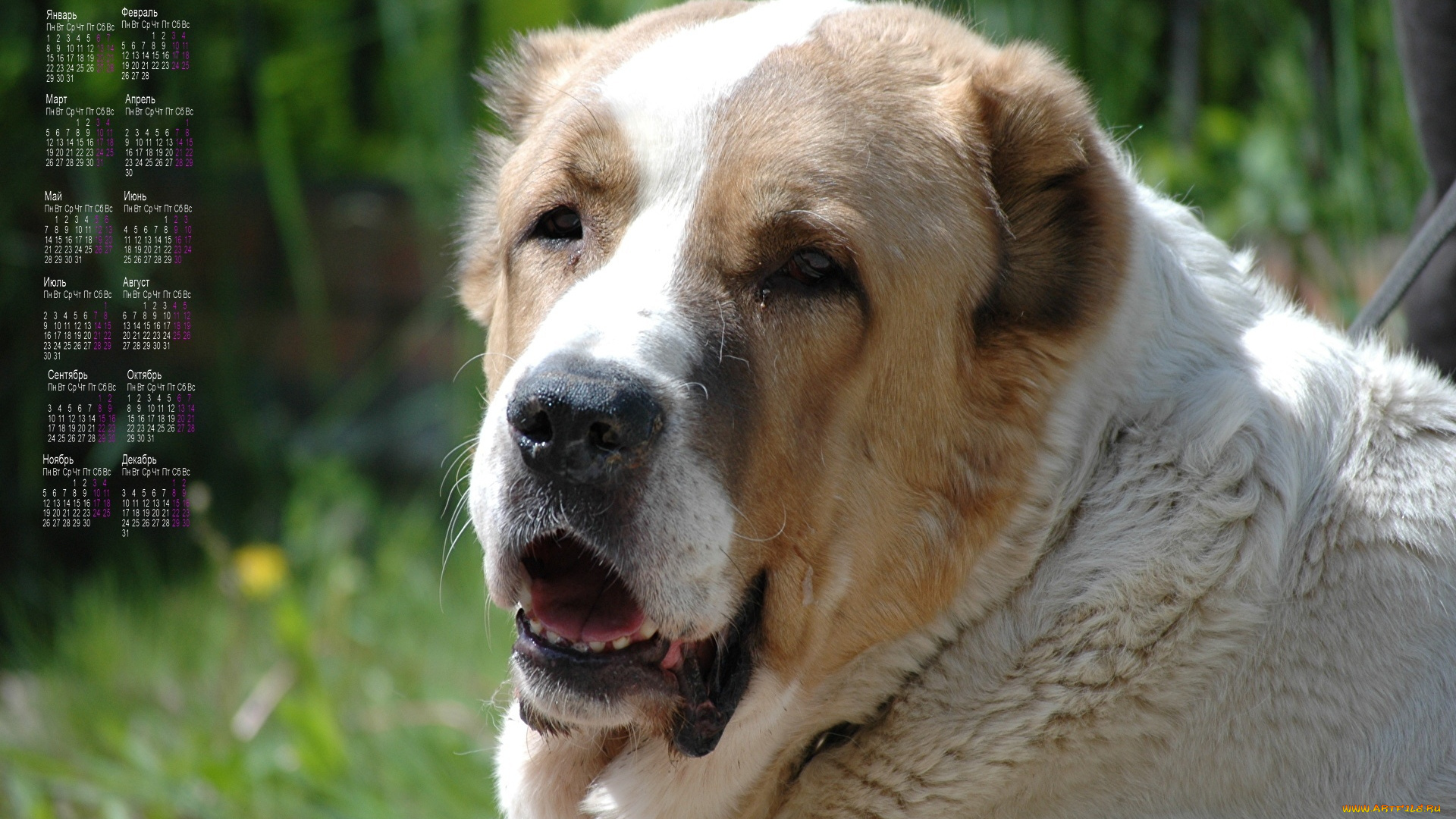 календари, животные, собака, взгляд, морда