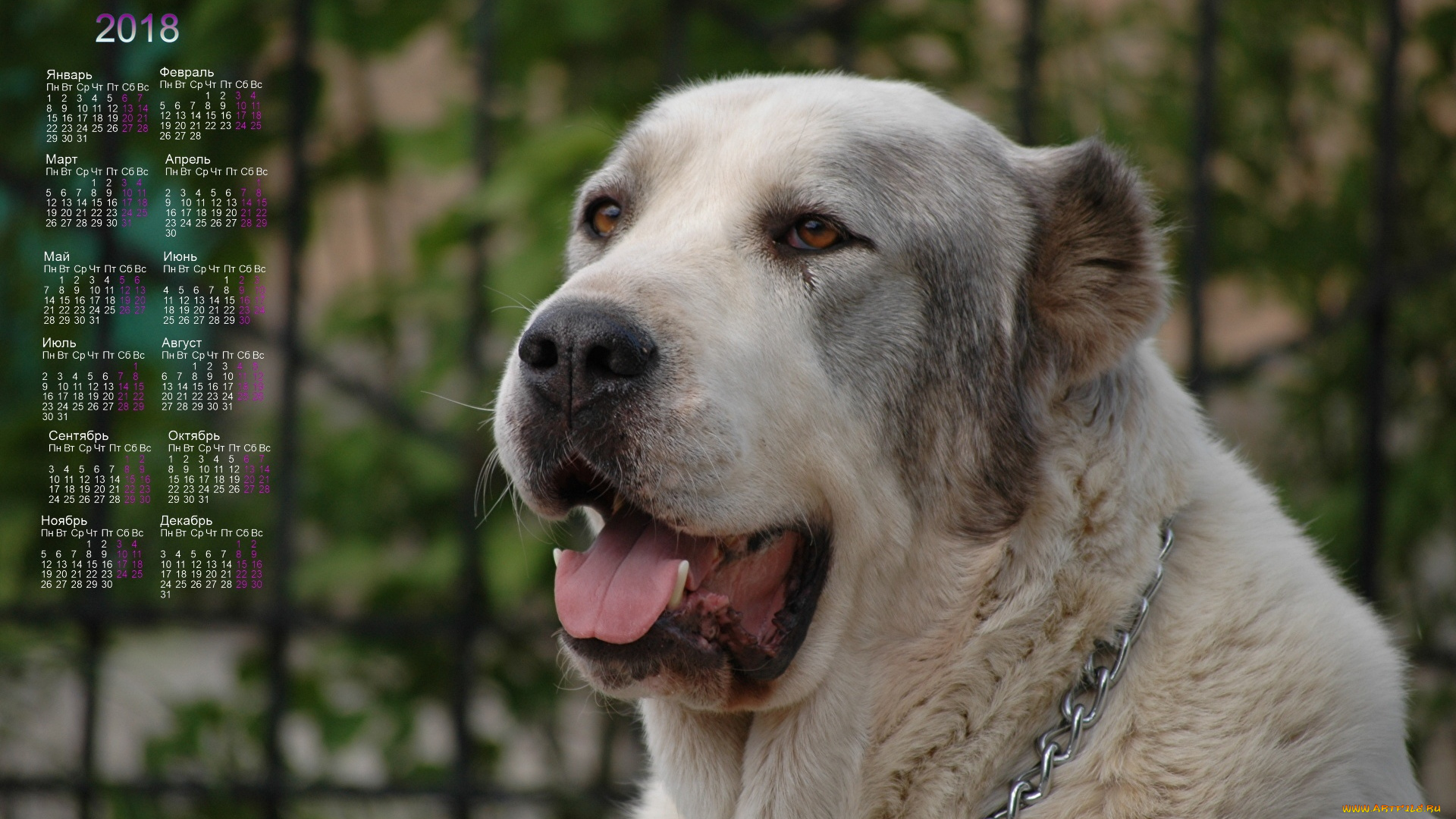 календари, животные, собака, взгляд, морда