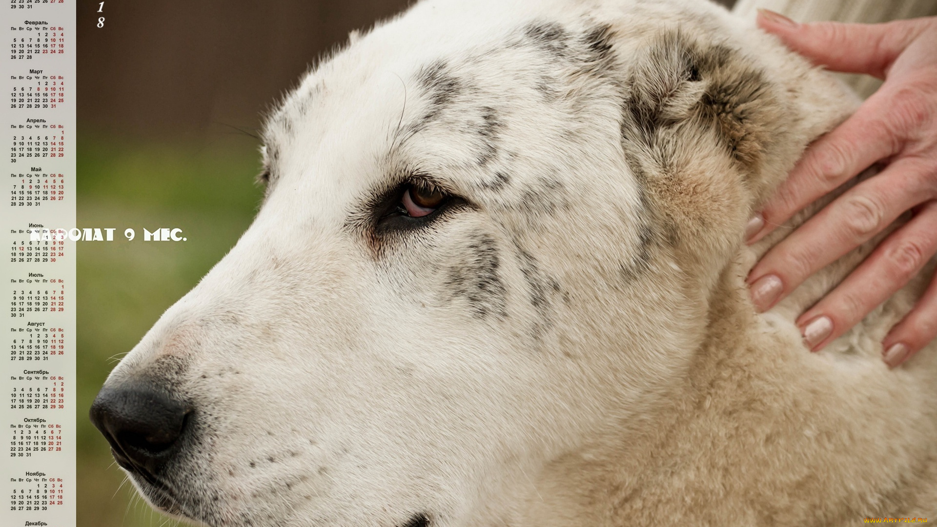 календари, животные, взгляд, морда, профиль, собака