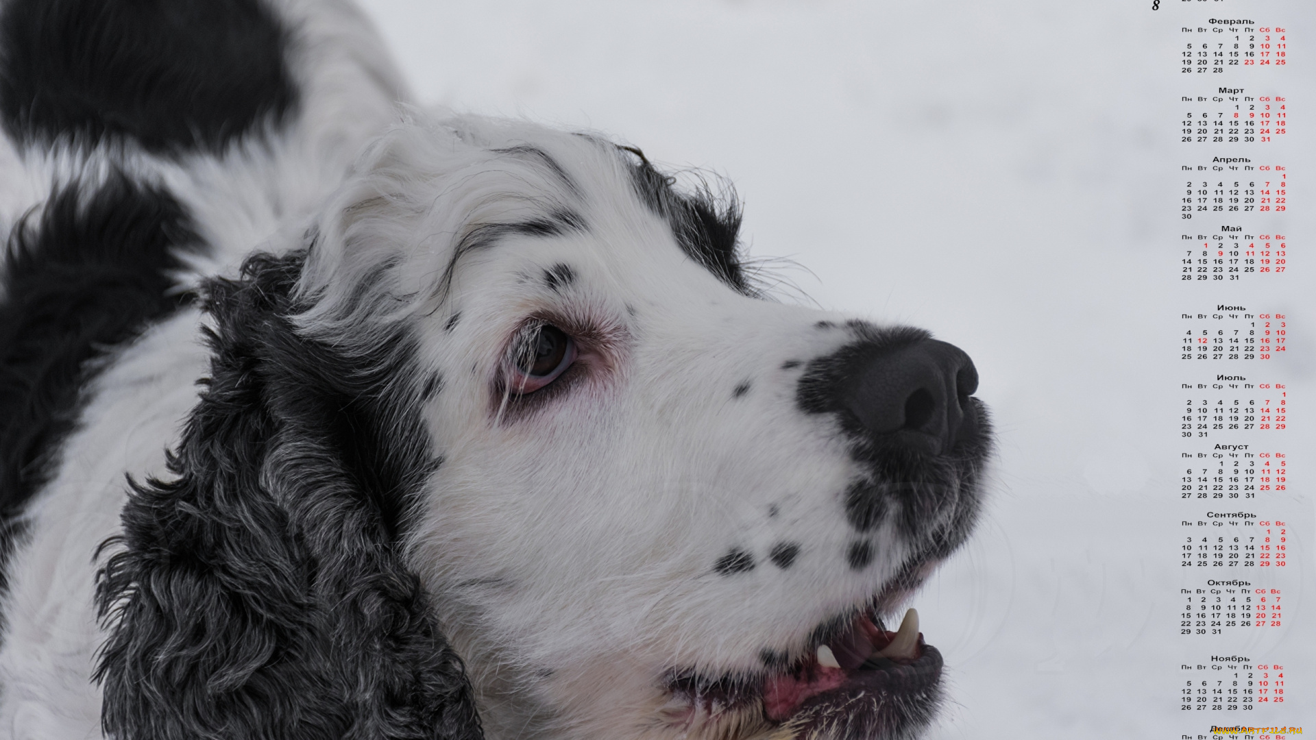 календари, животные, взгляд, морда, собака