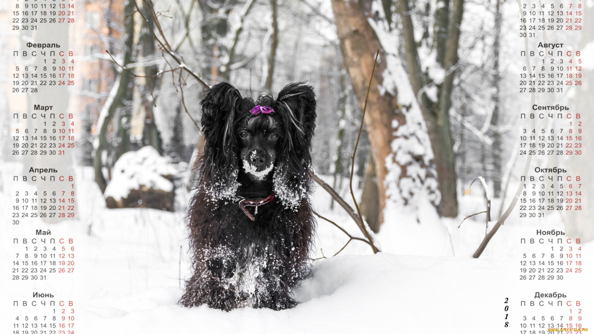 календари, животные, взгляд, снег, собака, черный, цвет