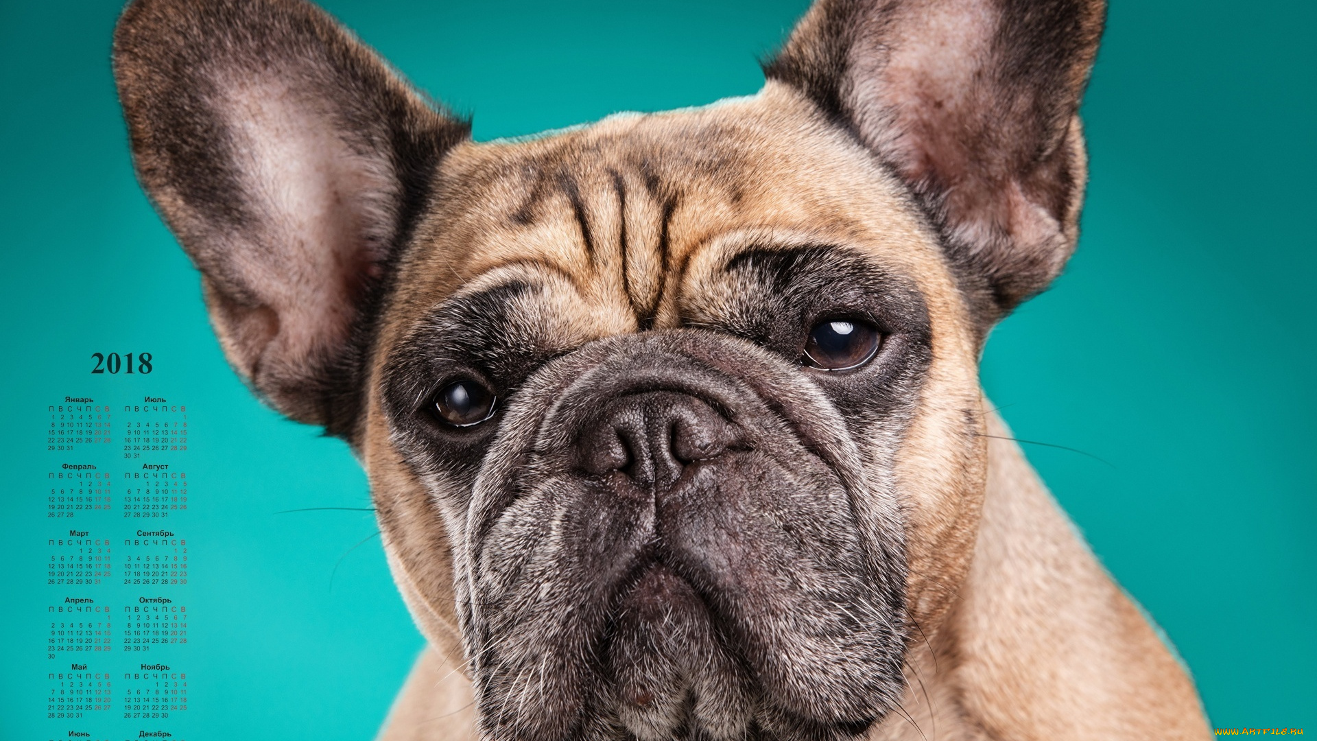 календари, животные, взгляд, собака, морда