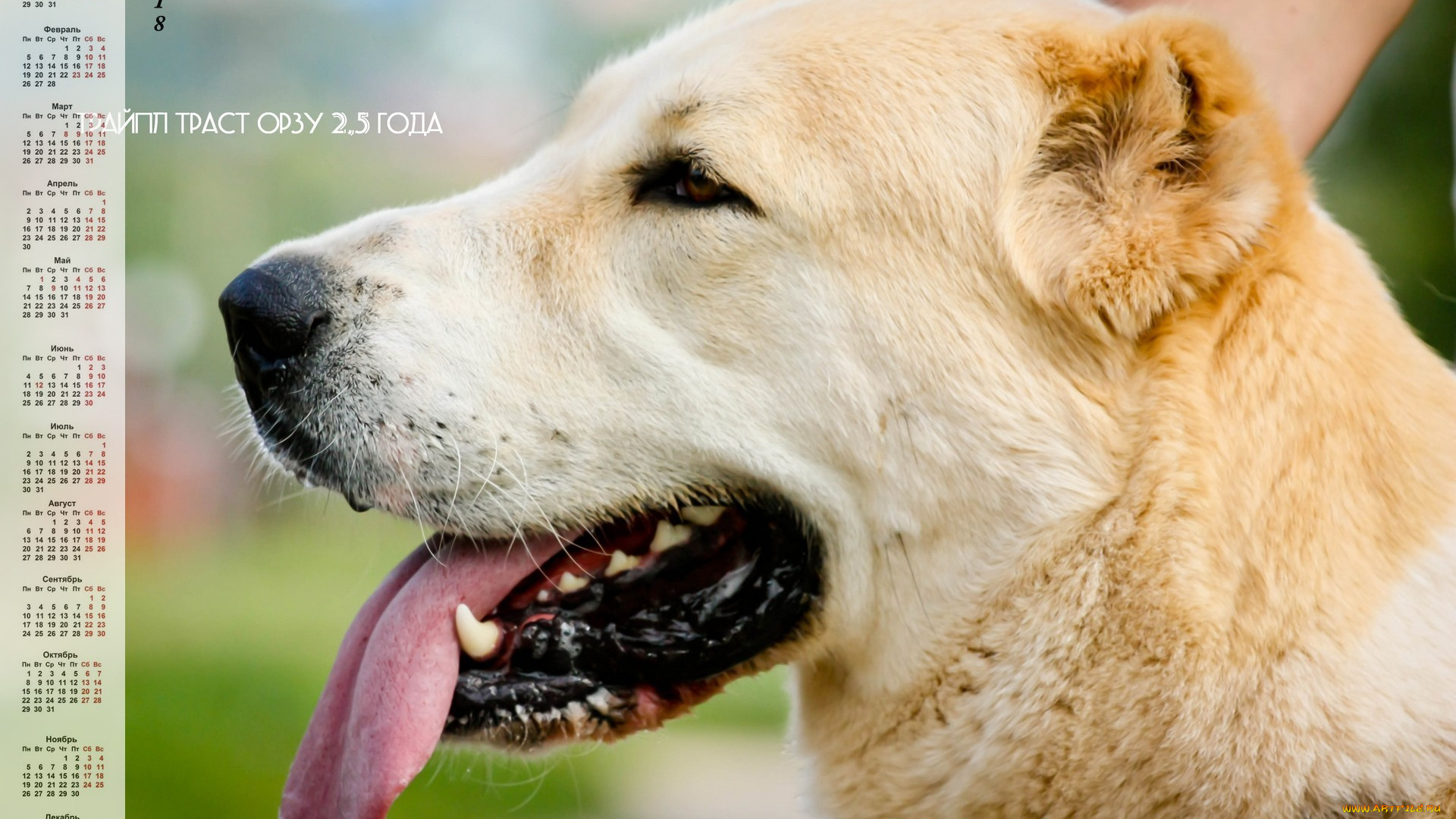 календари, животные, взгляд, собака, профиль, морда