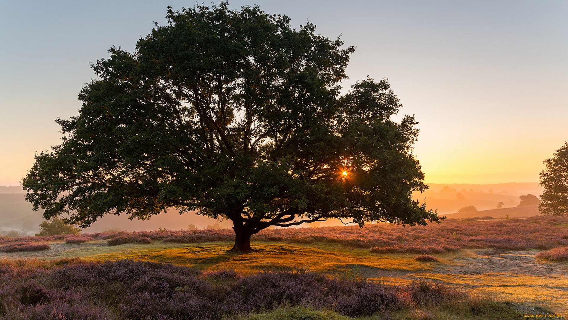 природа, деревья, простор