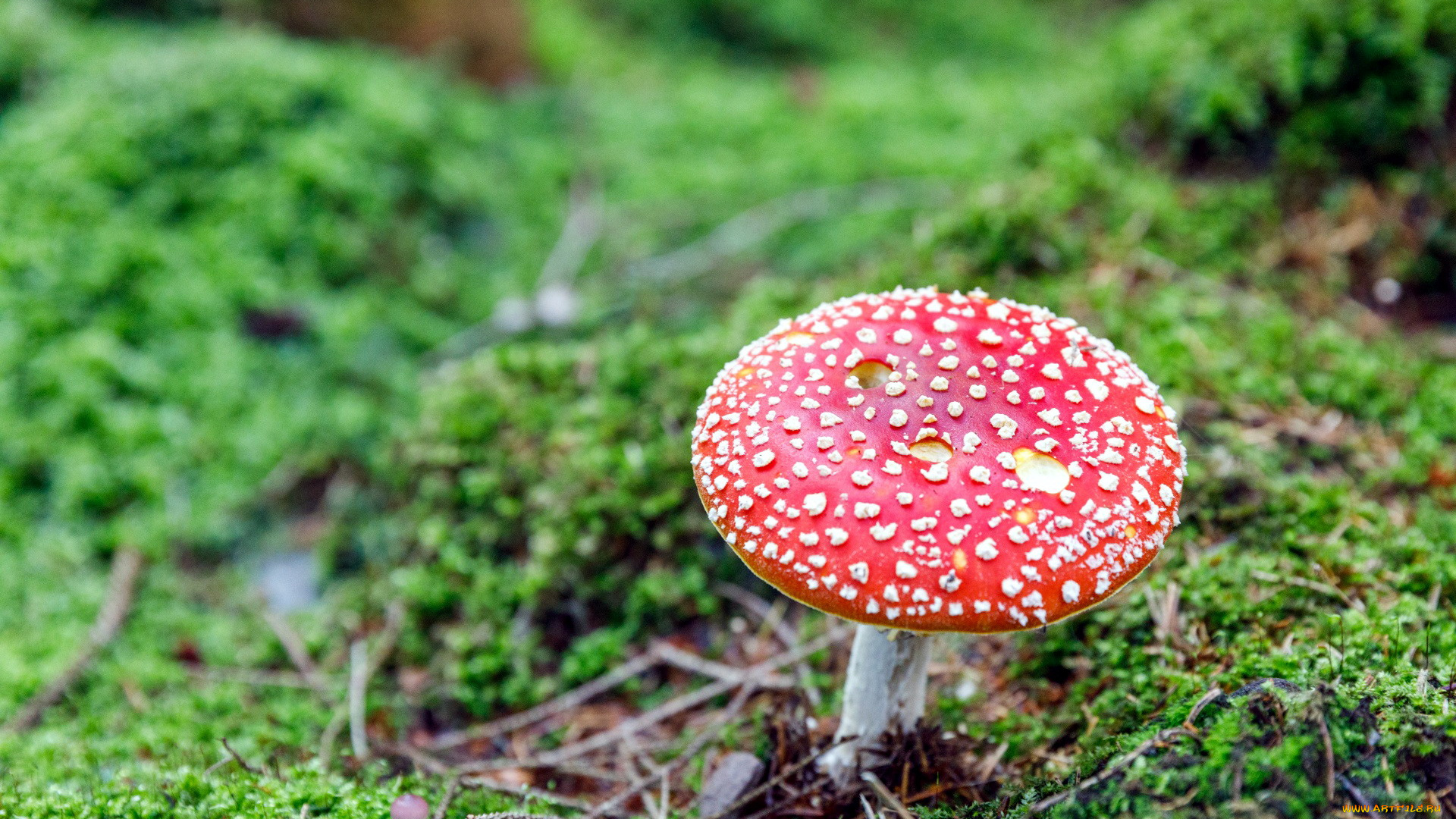 природа, грибы, , мухомор, шляпка, гриб, мухомор, мох
